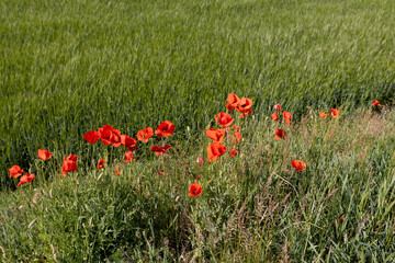 Fototapeta premium a large number of red poppies in the green grass