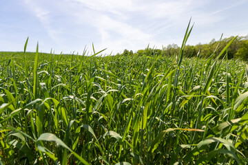 a large amount of green wheat that grows actively in spring