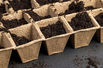 cardboard cups for seedlings with fertile soil