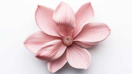 Naklejka premium Close-up of a pink magnolia flower with detailed petals isolated on a white background, showcasing intricate veining and delicate textures.