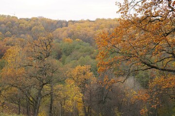 Fototapeta premium autumn trees in the forest