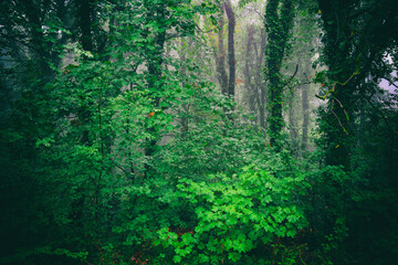 Foggy misterious weather on the mountain of San Marino, Italy, covered with trees and shrouded in dense fog