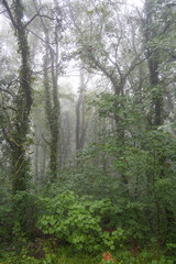 Foggy misterious weather on the mountain of San Marino, Italy, covered with trees and shrouded in dense fog