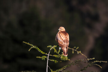 Himalayan Buzzard