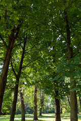 Obraz premium Mixed deciduous forest with green foliage in summer
