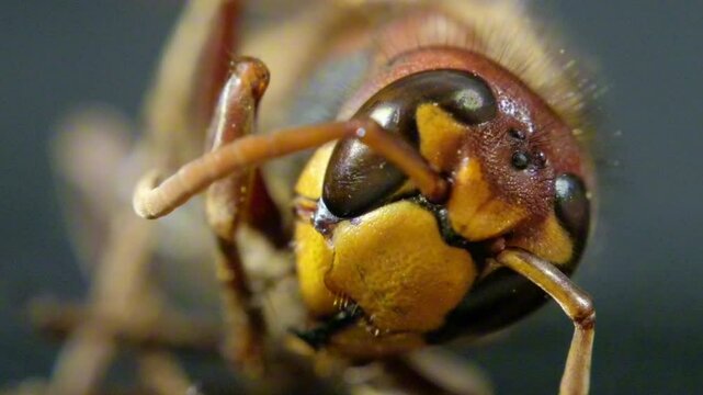macro of a hornet