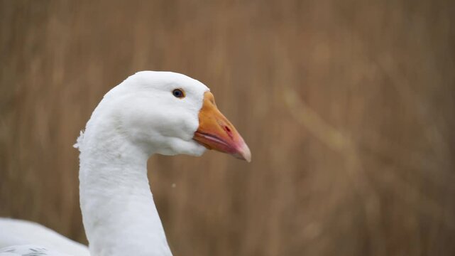 Poultry farming in the village. white goose standing on grass. Geese in nature.