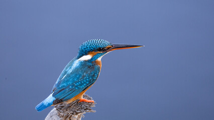 Obraz premium blue colored Common Kingfisher observing the lake close up 
