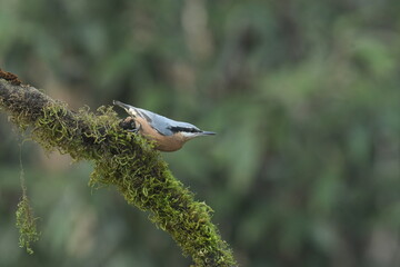 White-tailed nuthatch