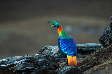 Himalayan Monal