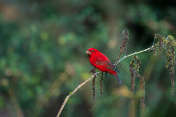 Scarlet Finch