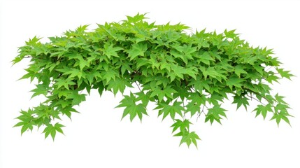 Fototapeta premium Lush maple tree with vibrant green leaves, capturing natural beauty, isolated on white background