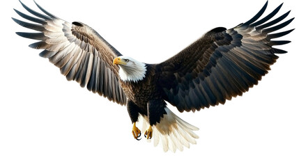 Fototapeta premium American bald eagle in flight isolated transparent background