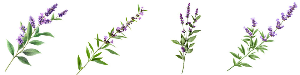 Fototapeta premium Elegant lavender sprigs on black background