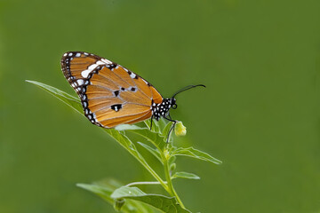 Sultan butterfly (Danaus chrysippus) flying in the Mugla region of Turkey