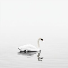 Fototapeta premium White swan isolated white background