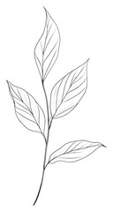 PNG Hand drawn of leaf drawing minimalist sketch.