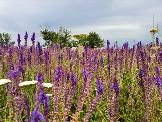 Spring landscape in Kyrgyzstan with blooming purple sage and yellow wildflowers under a blue sky.