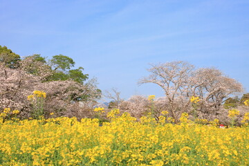 青空と春の花畑