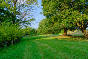 Sunlit Forest Pathway in Summer