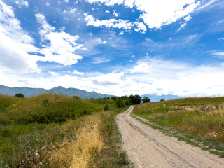 Spring landscape with wildflowers and a dirt road leading through a blooming field under a blue sky in the foothills of Kyrgyzstan.