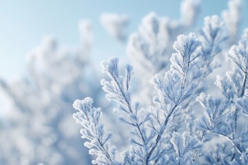 plants with rime