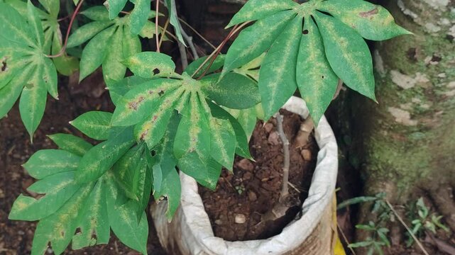 cassava or manihot plant with yellowish spotted or unhealthy damaged leaves in closeup, suffering from nutrient deficiency, pests or diseases, panning shot with natural light