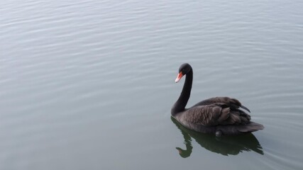 A single black swan elegantly swimming in a serene, white minimalist pond, peaceful, alone, wildlife