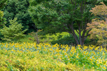 Sunflowers Blooming in the Forest Edge
