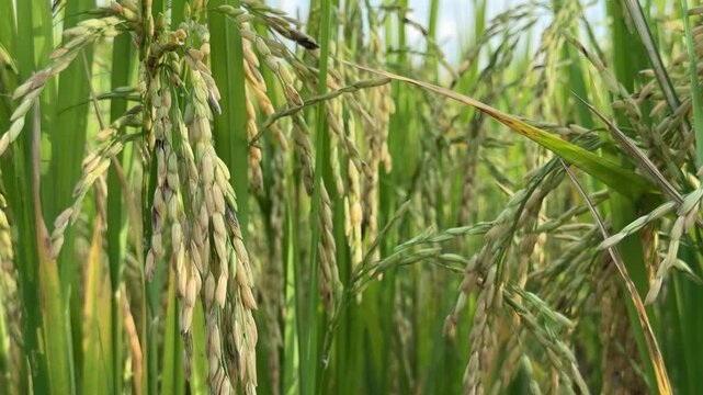 Gorgeous rice ears, juicy blades and verdant leaves,Jasmine rice in rice field  