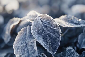 plants with rime
