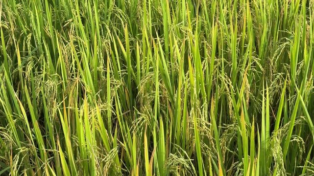 Gorgeous rice ears, juicy blades and verdant leaves,Jasmine rice in rice field  
