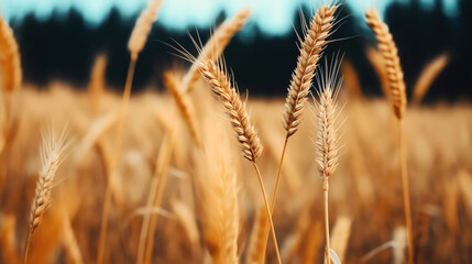 Fototapeta premium Close-up view of golden wheat ears in a field with blurred background and blue sky contrasting the vivid gold color of the wheat.