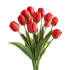 Fototapeta premium A bouquet of red tulips with green leaves.