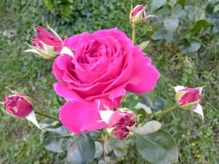 Pink rose flower with bud in the garden