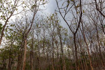 Teak tree plant