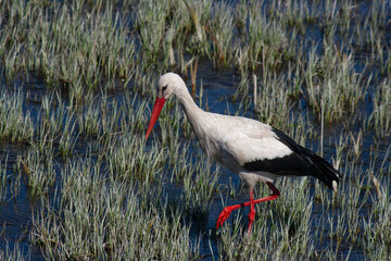 stork walks through the swamp