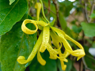 Ylang-Ylang flower (ilang ilang), Cananga odorata, yellow petals as long, flat lines that are bent, far fragrant, on rainy day in ornamental garden. Chiang Mai, Thailand.