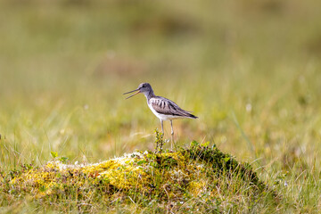 Common greenshank on marshland