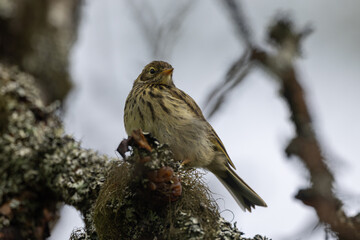 meadow pipit on a branch