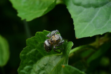 Macro Shot of Fuzzy Spider on Leaf in Natural Habitat