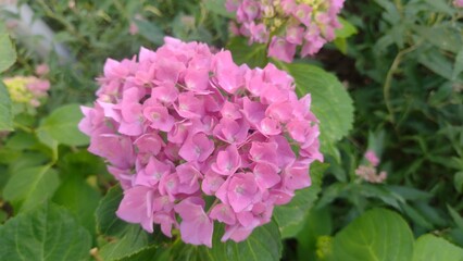 Pink hydrangea flower in the spring garden 