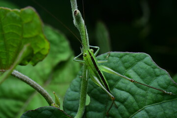 Close-Up of a Green Grasshopper Resting on a Leaf