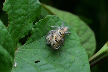 Close-Up of a Jumping Spider on a Green Leaf