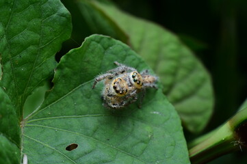 Close-Up of a Jumping Spider on a Green Leaf