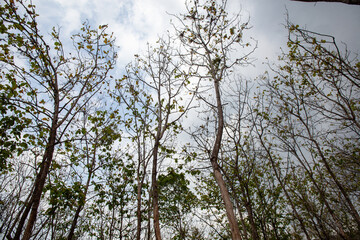 Teak tree plant