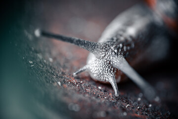 Crawling snail on a rusty steel plate
