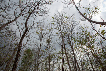 Teak tree plant