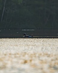 A black-throated diver on a summer lake