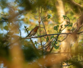 A robin sitting on a branch